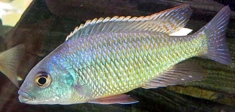 PROTOMELAS SIMILIS